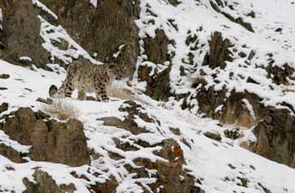 Snow Leopard Trek, Himalayas Group Trip
