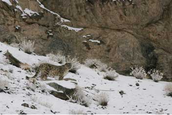 Snow Leopard Trek, Himalayas Group Trip