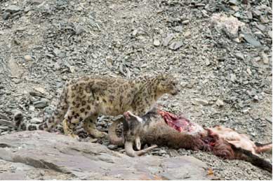 Snow Leopard Trek, Himalayas Group Trip