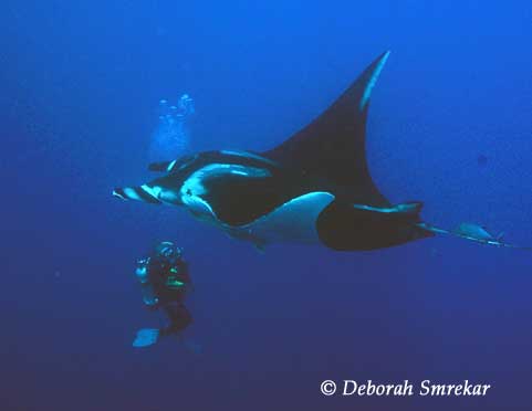 SOCORRO ISLANDS - Revillagigedo Archipelago aboard Nautilus Explorer ~ February 29 - March 9 2012