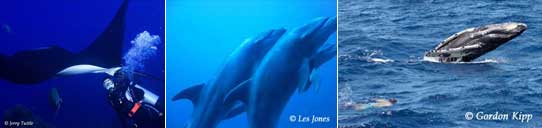 SOCORRO ISLANDS - Nautilus Explorer - Revillagigedo Archipelago; February 29 - March 9 2012