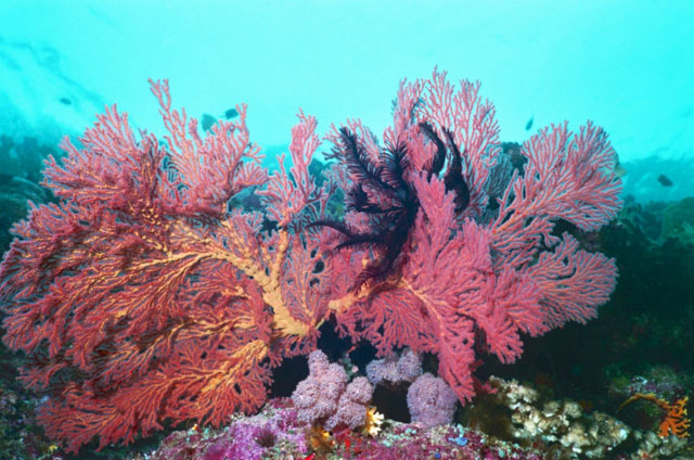 MV Spirit of the Solomons - Solomon Islands Liveaboards - Dive Discovery Solomon Islands