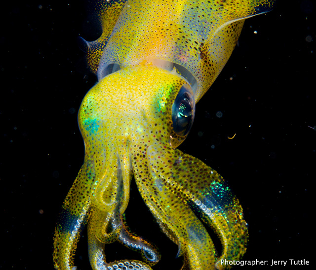 Squid photo by Jerry Tuttle