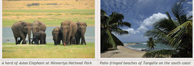 Sri Lanka travel destinations - A herd of Asian Elephant at Minneriya National Park - Palm-fringed beaches of Tangalle on the south coast
