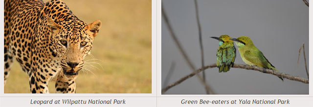 Sri Lanka travel destinations - Leopard at Wilpattu National Park - Green Bee-eaters at Yala National Park