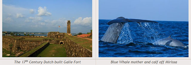Sri Lanka travel destinations - The 17th Century Dutch built Galle Fort - Blue Whale mother and calf off Mirissa