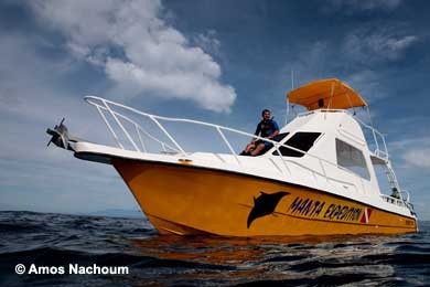 Striped Marlin - BIG ANIMALS with AMOS NACHOUM - Dive Discovery