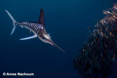 Striped Marlin - BIG ANIMALS with AMOS NACHOUM - Dive Discovery