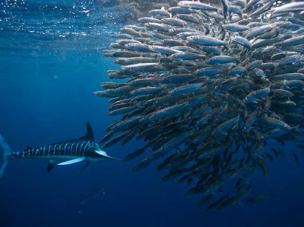 6 Day Mexico Sardine Run & Striped Marlin - Magdalena Bay, Mexico - Dive Discovery
