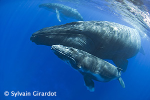 Humpback whales - Tahiti, Rurutu, & Rangiroa Diving