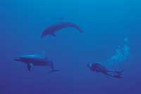 Photos courtesy of Tahiti Tourisme