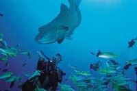 Photos courtesy of Tahiti Tourisme