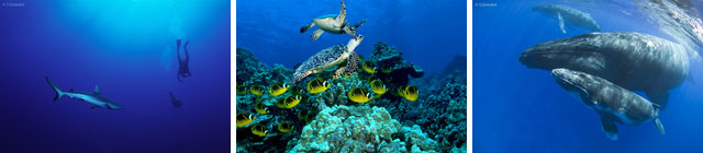 Tahiti Diving