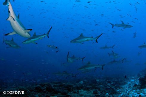 Shark Diving Package - Tahiti - Tikehau - Rangiroa 11 Days / 10 Nights  - Dive Discovery Tahiti