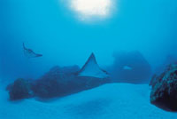 Photos courtesy of Tahiti Tourisme