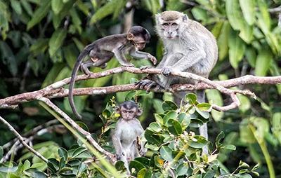 Monkeys in Tanjung Puting National Park