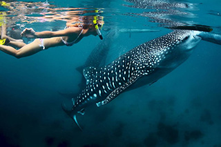Snorkel with whale shark - Thanda Island - Tanzania Dive Resorts