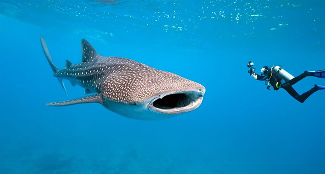 Dive with whale shark - Thanda Island - Tanzania Dive Resorts