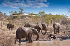 Best of Zimbawe and Botswana,  May - June, 2014 Group Trip