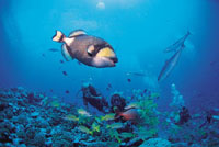 Photos courtesy of Tahiti Tourisme