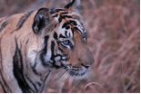 Tigers and Temples India Tours - Dive Discovery