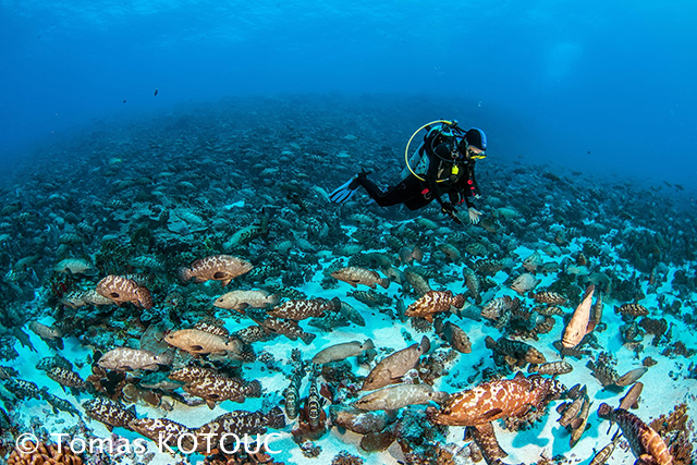 Fakarava Groupers' Spawning with a diver