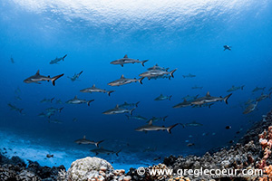 Sharks - The Best Diving in Tuamotos