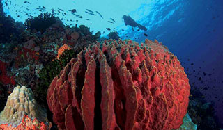 Tufi Dive Resort - PNG Dive Resorts - Dive Discovery PNG