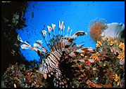 lionfish at Uepi Island Resort