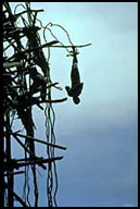 the original bungy jumping,  Penecost Island Vanuatu
