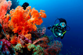 Waidroka Bay Resort - Fiji Dive Resorts - Dive Discovery Fiji Islands