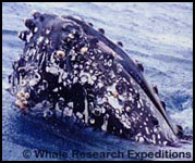Humpback Whale