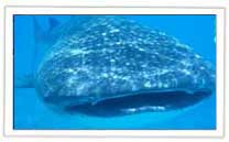 Whale Sharks - Shark Diving in South Africa