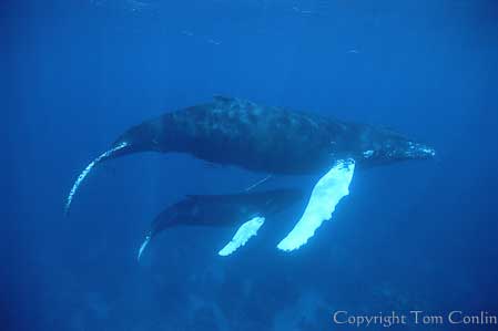 Humpback Whales of the Silver Bank Expedition, Dominican Republic - Dive Discovery