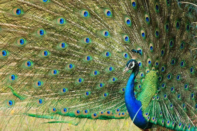 Peacock at Yala National Park