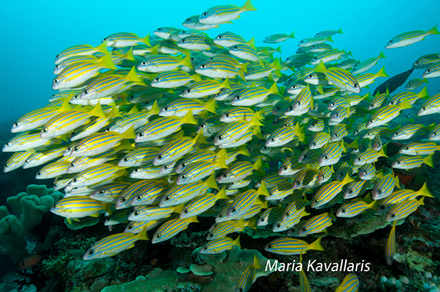 Yellow stripped snappers photo by Maria Kavallaris