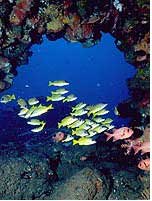 Africa Dive Tours at Aliwal Shoal