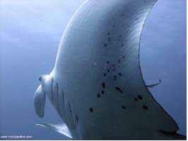 African Dive Tours
