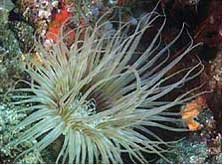 African Dive Tours