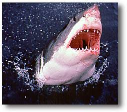 South Australia diving