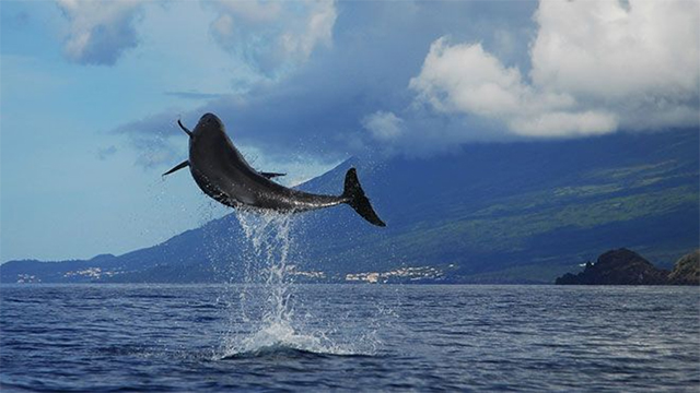 Dolphin in Azores