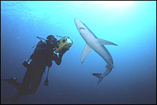 Blue Shark
