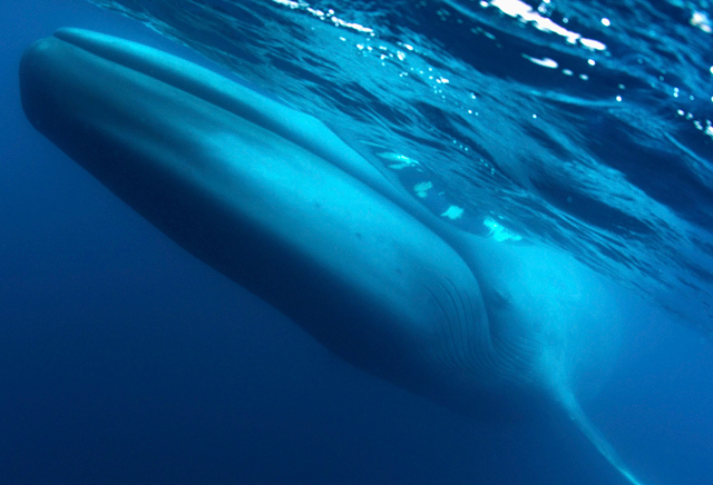 Blue Whale, coast of California - Big Animals Expeditions with Amos Nachoum  - Dive Discovery