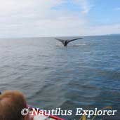 Nautilus Swell - British Columbia Liveaboards - Dive Discovery British Columbia