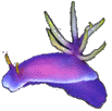 Komodo, Chromodoris Bullocki