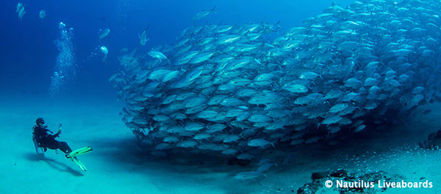 Cabo Pulmo Sample Itinerary - Sea of Cortez, Mexico - Dive Discovery
