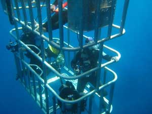 cage diving with great white shark - Guadalupe Mexico