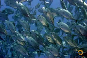 Cape Paperu Resort and Spa - Indonesia Dive Resorts