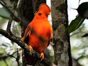 Cock of the rock - bird in Guyana