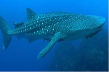 Whale shark at Coco's Island